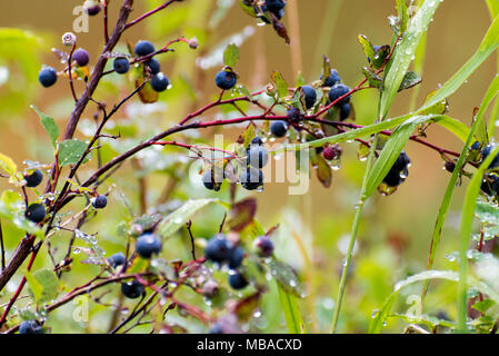 Wilde Blaubeeren in Wassertropfen bedeckt. Stockfoto