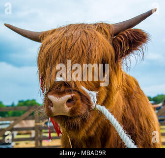 Eine preisgekrönte Highland Kuh an einen lokalen Land zeigen in Schottland Stockfoto