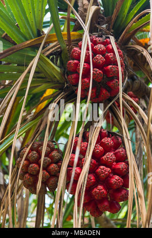 Drei rote reife Früchte (Pandanus screwpine odorifer) hängen an einem Zweig. In Terengganu, Malaysia übernommen. Stockfoto