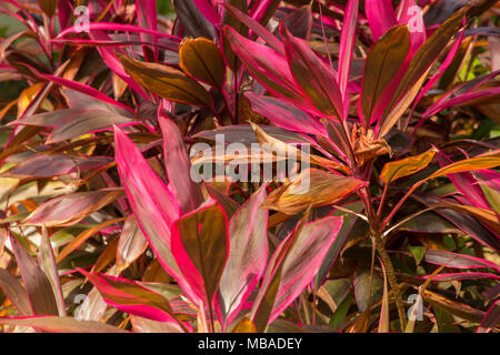 Ein Schuss in der Nähe von einem schönen Haufen Cordyline Fruticosa Rubra Pflanzen. Sehr auffällig mit ihren roten Gurt geformte Blätter. Stockfoto