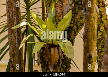 Eine kleine Vögel - nest Farn (Asplenium Nidus), die sich auf einem Baum in Malaysia wächst. Es ist eine epiphytisch Pflanze tropischen Südostasien. Stockfoto