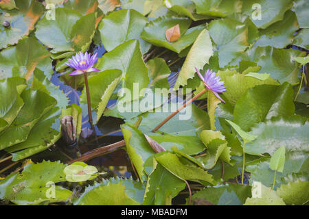 Kap blaue Seerosen (Nymphaea capensis) Stockfoto