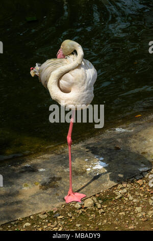 Ein großer Flamingo, der auf einem Bein steht, Kuala Lumpur, Malaysia. Stockfoto