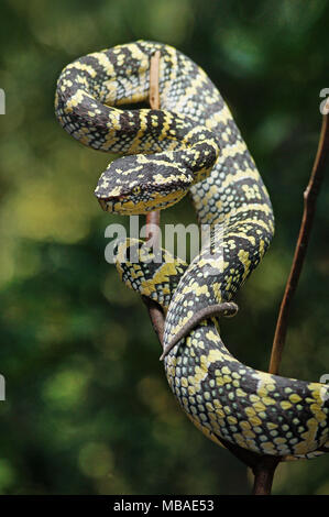 Wagler's Pit viper Tropidolaemus wagleri Stockfoto