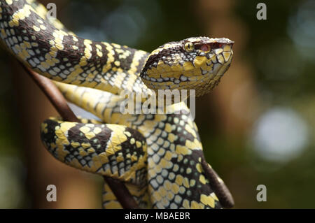 Wagler's Pit viper Tropidolaemus wagleri Stockfoto