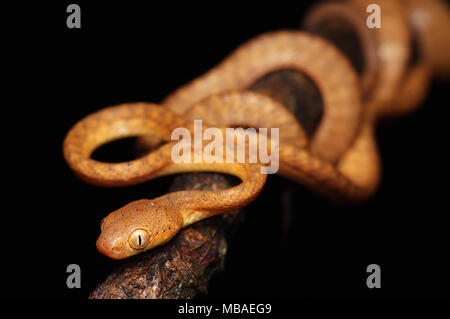 Schwarze Katze Schlange Boiga nigriceps vorangegangen Stockfoto