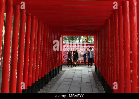 Die Linie der Shintō-Tore, und Mädchen unter selfie am Ende des Tunnels. In Inuyama Schrein, Japan - Februar 2018 getroffen Stockfoto