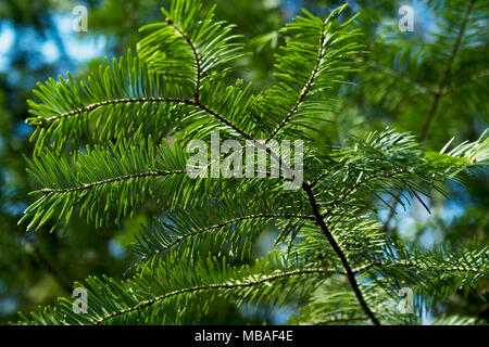 Kiefer Brunch über blauen Himmel Stockfoto