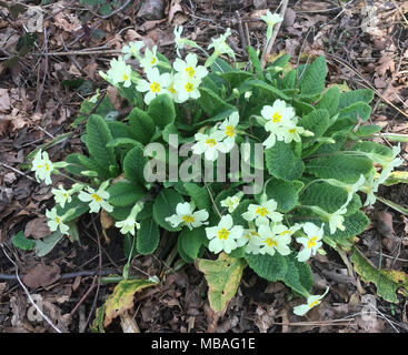 Wilde Primeln im Frühjahr in Wäldern, Swansea, Wales Stockfoto