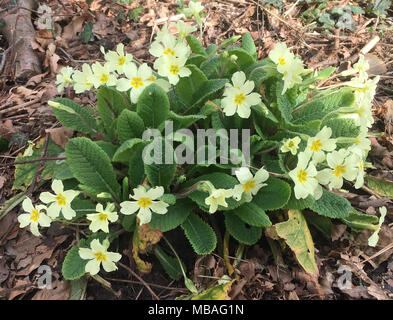 Wilde Primeln im Frühjahr in Wäldern, Swansea, Wales Stockfoto