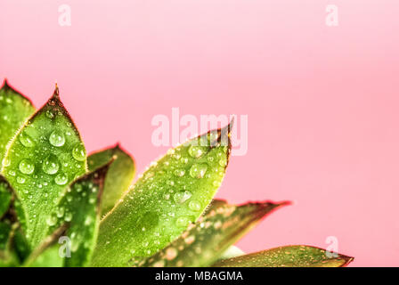 Grüne Pflanze mit Wassertropfen auf rosa Hintergrund mit leeren Raum für Text isoliert, in der Nähe Stockfoto