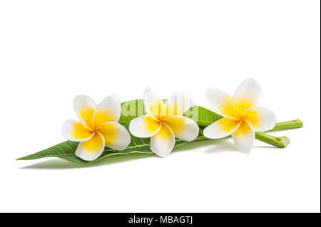 Frangipani Blüten mit Blättern isoliert auf weiss Stockfoto