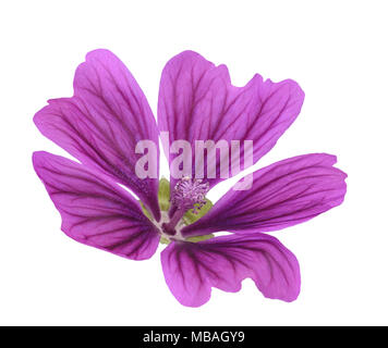 Blume Malve (Malva Sylvestris) auf weißem Hintergrund Stockfoto