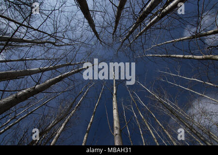 Hohen blattlosen Eurasischen Aspen Bäume. Stockfoto