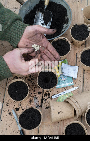 Gärtner Blumenerde Zucchini Samen in kleinen biologisch abbaubare Pflanzentöpfe. Großbritannien Stockfoto