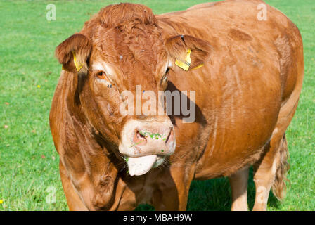 Red Angus Kuh mit seiner Zunge heraus und Gras auf der Nase, Großbritannien Stockfoto