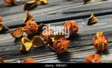 Schöne Blütenstände und Blüten auf dunklem Hintergrund. Foto mit Kopie Raum Stockfoto