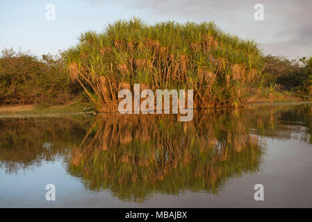 Corroboree Billabong ist Teil des Mary River Wetlands im Northern Territory, Australien Stockfoto