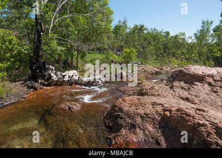 Buley Rockhole im Litchfield National Park, Northern Territory, Australien ist eine Reihe von Wasserfällen und Felsen - Löcher. Es ist ein sehr beliebter Badeplatz Stockfoto