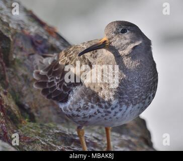 Meerstrandläufer an der Kuste von West Cumbria Küste im Winter Gefieder. Stockfoto