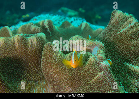 Schöne Anemonen und orange Anemonenfische (Amphiprion sandaracinos). Bild wurde im Ceram Meer genommen, Raja Ampat, West Papua, Indonesien Stockfoto