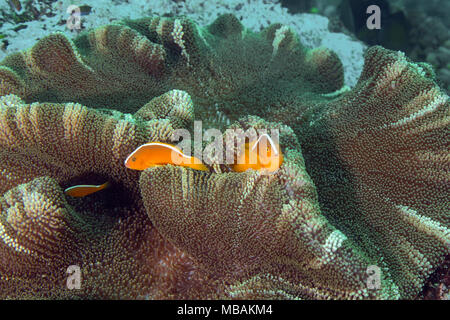 Schöne Anemonen und orange Anemonenfische (Amphiprion sandaracinos). Bild wurde im Ceram Meer genommen, Raja Ampat, West Papua, Indonesien Stockfoto