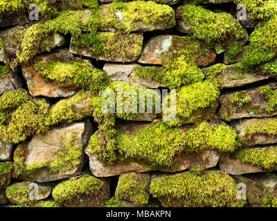 Moos bedeckt Trockenmauer in der Nähe von wath Pateley Bridge Nidderdale North Yorkshire England Stockfoto