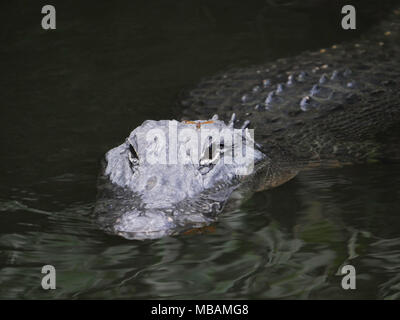 Everglades Alligator mit einer Libelle auf den Kopf Stockfoto