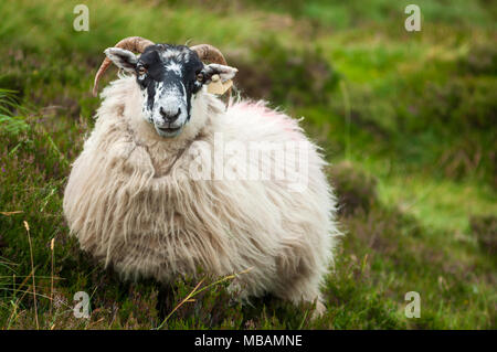 Schwarzgesichtsschafe, Schwarzgesichtsschafe, Iren, Schafe, Ackerland, Landwirtschaft, Widder, Porträt, Irland Stockfoto