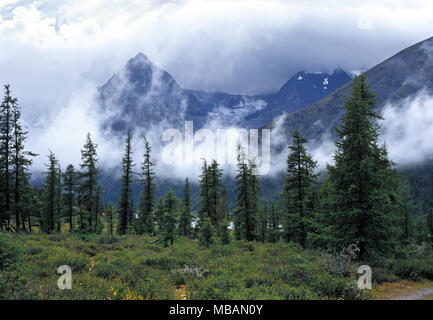 Ak-kem Tal in Altai Gebirge, niedrige Cloud hinter dünnen Tannen Stockfoto