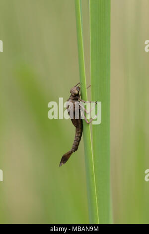 Damselfly emerging Sequenz (5 Fotos) Stockfoto