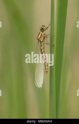 Damselfly emerging Sequenz (5 Fotos) Stockfoto