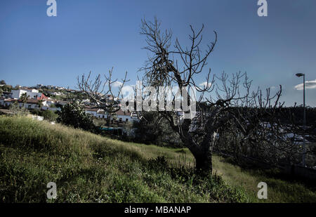 Abb. Baum ohne Blätter im Frühling Stockfoto