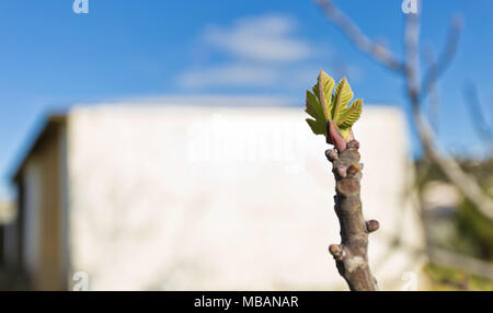 Blatt Geburt im Frühjahr Stockfoto