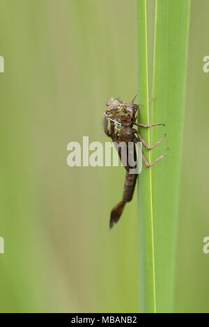 Damselfly emerging Sequenz (5 Fotos) Stockfoto