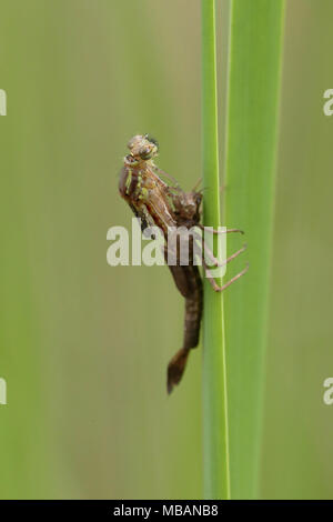 Damselfly emerging Sequenz (5 Fotos) Stockfoto