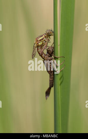 Damselfly emerging Sequenz (5 Fotos) Stockfoto