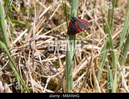 Zinnober motten oder Tyria jacobaeae ruhen Stockfoto