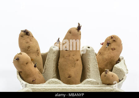 Pink fir apple Hauptkultur Kartoffeln chitting (Förderung der Samen in das Ei, um zu keimen). Stockfoto