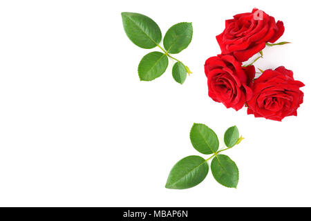 Rote Rosen mit grünen Blättern auf weißem Hintergrund. Ansicht von oben. Freier Platz für Text. Stockfoto