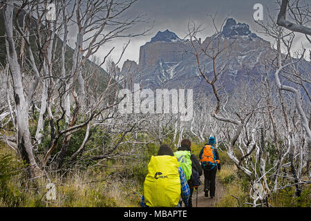 Bereich verbrannte im Feuer von 2011. Wanderer Wandern, zwischen Campingplatz Italiano und Paine Grande Zuflucht, Torres del Paine Nationalpark, Patagonien, Chi Stockfoto