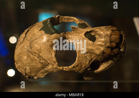 Schädel von extint Primas Landvogt, heseloni Proconsulidae, Rusinga Island, Lake Victoria, Kenia, Afrika. 17 Millionen Jahre. Nairobi National Museum. Stockfoto