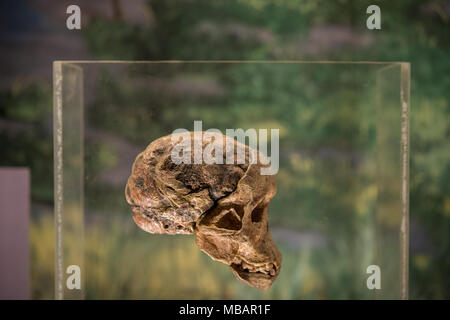 Parzial jugendliche Schädel von Homininen Australopithecinen, Australopitecus Africanus, Taung, Südafrika, 2-3 Millionen Jahre alt. Nairobi National Museum Stockfoto