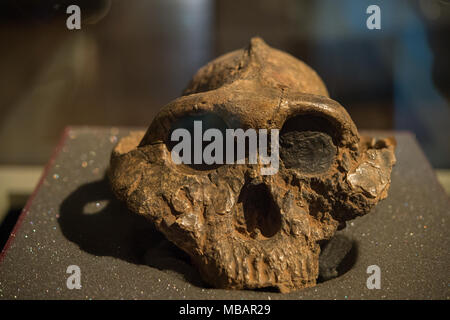 Schädel von Hominiden, Paranthropus boisei, australopithecinen. 2,6 - 1,2 Millionen Jahre alt, Ost Afrika. Pliozäne und pleistozäne Alter. Nairobi Museum Stockfoto