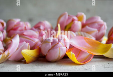 Nahaufnahme von rosa Niederländische Tulip, durch die Blütenblätter auf Holz- Kulisse Stockfoto