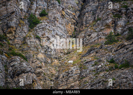 Bergziegen (Oreamnos americanus) auf steilen Berghang, Glacier NP, MT, USA, durch die Bruce Montagne/Dembinsky Foto Assoc Stockfoto