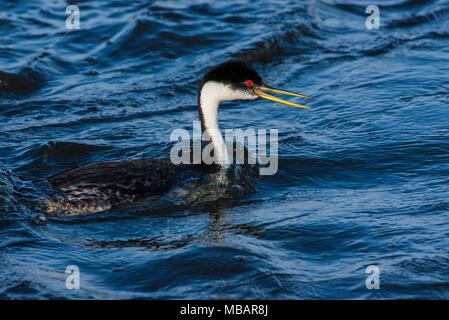 Western Grebe (Aechmophorus occidentalis) Erwachsenen, Schwimmen, S. Dakota, USA, von Bruce Montagne/Dembinsky Foto Assoc Stockfoto