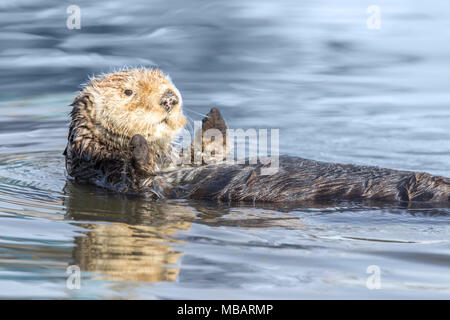 Neugierig Seeotter (Enhydra lutris) Floating in Santa Cruz Hafen. Stockfoto