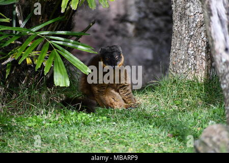 Lemur Stockfoto