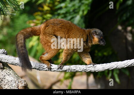 Lemur Stockfoto